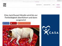 Bild zum Artikel: Sie füttern ihre Jack Russel Hündin, bis diese fett ist. Dann tun sie ihr noch viel Schlimmeres an!