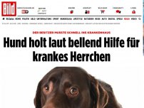 Bild zum Artikel: Besitzer musste in Klinik! - Hund holt laut bellend Hilfe für krankes Herrchen