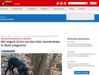 Bild zum Artikel: Tierheim Salzwedel bittet um Hinweise - Mit engem Strick um den Hals: Hundewelpe in Wald ausgesetzt