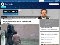 Bild zum Artikel: Zoo Hannover: Tierpfleger schlagen junge Elefanten