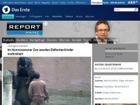 Bild zum Artikel: Geschlagener Dickhäuter: Im Hannoveraner Zoo werden Elefantenkinder malträtiert