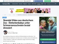 Bild zum Artikel: Skandal-Video aus deutschem Zoo - Elefantenbabys unter Schmerzensschreien brutal dressiert