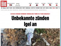 Bild zum Artikel: Wie grausam! - Unbekannte zünden wehrlose Igel an