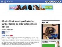 Bild zum Artikel: SO sehen Hunde aus, die gerade adoptiert wurden. Wenn Du die Bilder siehst, geht dein Herz auf!