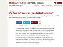 Bild zum Artikel: #Catsquare: Was fasziniert Katzen an aufgeklebten Rechtecken?