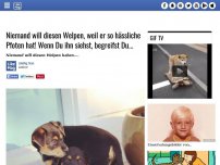 Bild zum Artikel: Niemand will diesen Welpen, weil er so hässliche Pfoten hat! Wenn Du ihn siehst, begreifst Du...