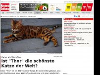 Bild zum Artikel: Ist 'Thor' die schönste Katze der Welt?