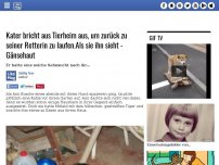 Bild zum Artikel: Kater bricht aus Tierheim aus, um zurück zu seiner Retterin zu laufen.Als sie ihn sieht - Gänsehaut