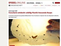 Bild zum Artikel: Kampf gegen Müll: Forscherin entdeckt zufällig Plastik-fressende Raupe