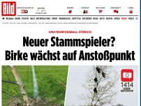 Bild zum Artikel: Neuer Stammspieler? - Birke wächst auf Anstoßpunkt