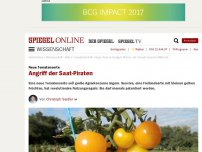 Bild zum Artikel: Neue Tomatensorte: Angriff der Saat-Piraten