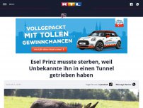 Bild zum Artikel: Esel Prinz musste sterben, weil Unbekannte ihn in einen Tunnel getrieben haben