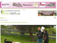 Bild zum Artikel: Auf der Weide gequält: Misshandeltes Pferd ist tot