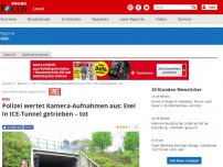 Bild zum Artikel: Köln - Polizei wertet Kamera-Aufnahmen aus: Esel in ICE-Tunnel getrieben – tot