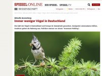 Bild zum Artikel: Aktuelle Auswertung: Immer weniger Vögel in Deutschland