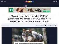 Bild zum Artikel: 'Rasante Ausbreitung des Wolfes' gefährdet Weidetier-Haltung: Wie viele Wölfe dürfen in Deutschland leben?