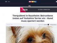 Bild zum Artikel: Tierquälerei in Raunheim: Betrunkene treten auf Yorkshire Terrier ein - Hund muss operiert werden