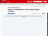Bild zum Artikel: A3 im Kreis Erlangen-Höchstadt - Welpen in Geflügelboxen: Polizei stoppt illegalen Transport