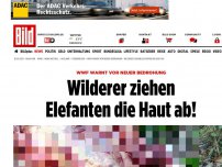 Bild zum Artikel: WWF warnt - Wilderer ziehen Elefanten die Haut ab!