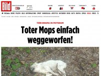 Bild zum Artikel: Tier-Drama in Potsdam - Wer hat seinen toten Mops einfach weggeworfen?
