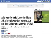 Bild zum Artikel: Alle wundern sich, wie ihr Hund 23 Jahre alt werden konnte. Als sie das Geheimnis verrrät: WOW!