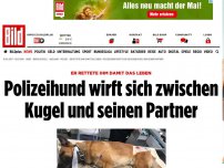 Bild zum Artikel: Er rettete ihm das Leben - Polizeihund fängt Kugel für seinen Partner ab