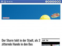 Bild zum Artikel: Der Sturm tobt in der Stadt, als 2 zitternde Hunde in den Bus springen. Was folgt, ist phänomenal!