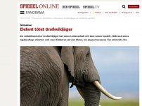 Bild zum Artikel: Simbabwe: Elefant tötet Großwildjäger