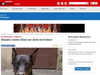 Bild zum Artikel: Am Werraufer in Tiefenort - Hündin rettet Kind vor dem Ertrinken