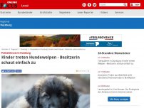 Bild zum Artikel: Polizeieinsatz in Duisburg - Kinder misshandeln Hundewelpen - Besitzerin schaut einfach zu