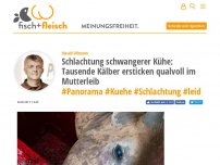 Bild zum Artikel: Schlachtung schwangerer Kühe: Tausende Kälber ersticken qualvoll im Mutterleib - von Harald Ullmann