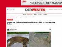 Bild zum Artikel: Gruppe von Kindern soll wehrloses Kätzchen „Flohi“ zu Tode gesteinigt haben