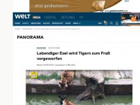 Bild zum Artikel: Zoo in China: Lebendiger Esel wird Tigern zum Fraß vorgeworfen
