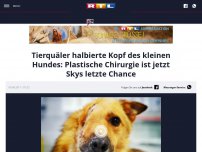 Bild zum Artikel: Tierquäler halbierte Kopf des kleinen Hundes: Plastische Chirurgie ist jetzt Skys letzte Chance