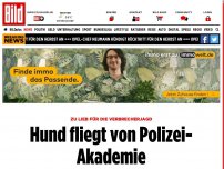 Bild zum Artikel: Zu lieb für die Verbrecherjagd - Kommissar Fellnase fliegt von Polizei-Akademie