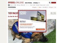 Bild zum Artikel: Tier macht Sachen: Zu lieb für die Polizei - Hund arbeitet im Gouverneurssitz