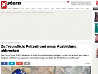 Bild zum Artikel: Süßer als die Polizei erlaubt: Zu freundlich: Polizeihund muss Ausbildung abbrechen