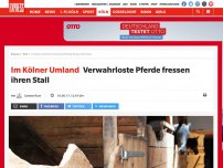 Bild zum Artikel: Im Kölner Umland: Verwahrloste Pferde fressen ihren Stall