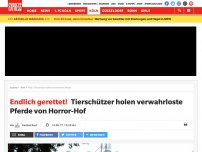 Bild zum Artikel: Endlich gerettet!: Tierschützer holen verwahrloste Pferde von Horror-Hof