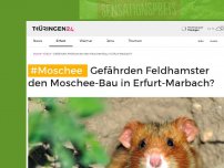 Bild zum Artikel: Gefährden Feldhamster den Moschee-Bau in Erfurt-Marbach?