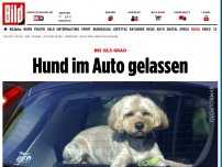 Bild zum Artikel: Bei 32,5 Grad - Hund im Auto gelassen