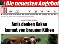 Bild zum Artikel: US-Studie - Amis denken Kakao kommt von braunen Kühen