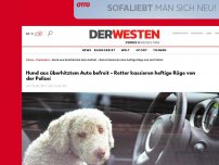 Bild zum Artikel: Tierwohl: Hund aus überhitztem Auto befreit – Retter kassieren heftige Rüge von der Polizei