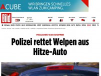Bild zum Artikel: Frauchen war shoppen - Polizei rettet Welpen aus Hitze-Auto