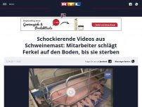 Bild zum Artikel: Schockierende Videos aus Schweinemast: Mitarbeiter schlägt Ferkel auf den Boden, bis sie sterben