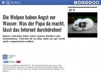 Bild zum Artikel: Die Welpen haben Angst vor Wasser. Was der Papa da macht, lässt das Internet durchdrehen!