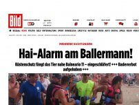 Bild zum Artikel: Urlauber in Panik - Hai-Alarm auf Mallorca