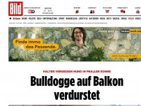 Bild zum Artikel: In praller Sonne vergessen - Bulldogge auf Balkon verdurstet