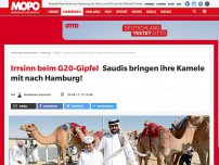 Bild zum Artikel: Irrsinn beim G20-Gipfel: Saudis bringen ihre Kamele mit nach Hamburg!