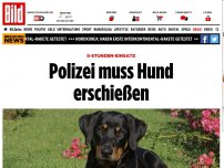 Bild zum Artikel: 5-Stunden-Einsatz - Polizei muss Hund auf A 7 erschießen